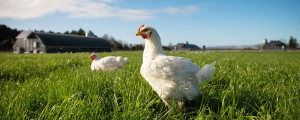 organic chicken at Bostocks